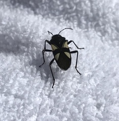 Fibrenus gibbicollis