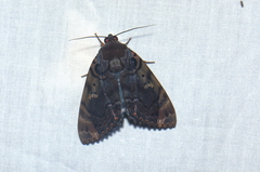 Arcte modesta