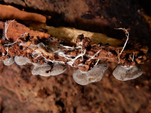 Rhodocybe conchata image