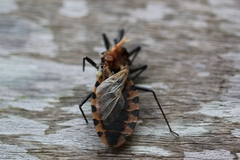 Triatoma dimidiata