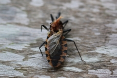 Triatoma dimidiata