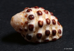 Morula uva