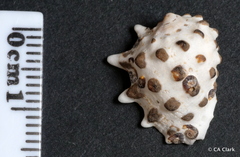 Vermetoidea