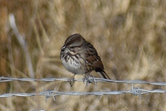 Melospiza melodia