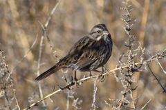 Melospiza melodia