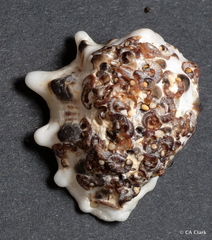 Vermetoidea