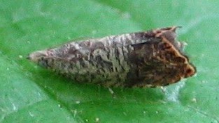 Talponia