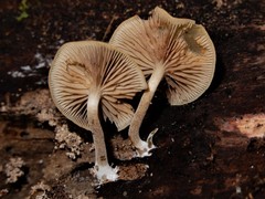 Simocybe serrulata