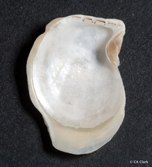 Isognomon perna