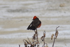 Pyrocephalus rubinus