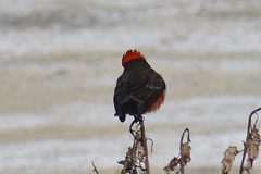Pyrocephalus rubinus