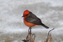 Pyrocephalus rubinus