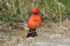 Pyrocephalus rubinus