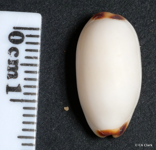 Cypraea isabella observed 2018-10-02