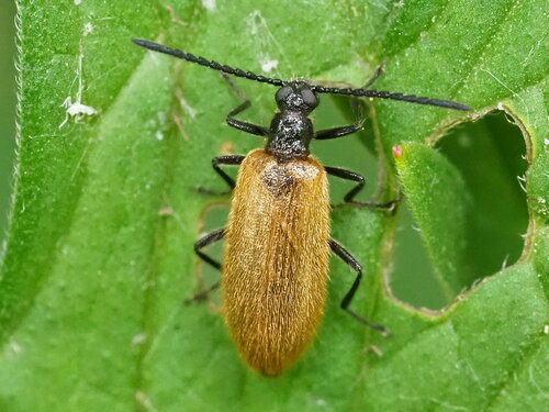 Rough-haired Lagria Beetle