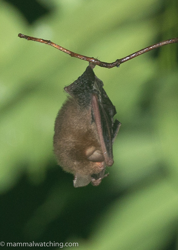 Fly River trumpet-eared bat (Kerivoula muscina) — Least Concern Mammalia
