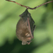 Fly River Trumpet-eared Bat - Photo (c) jonhall100, some rights reserved (CC BY-NC)