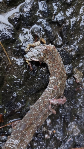 Leonard's Keelback