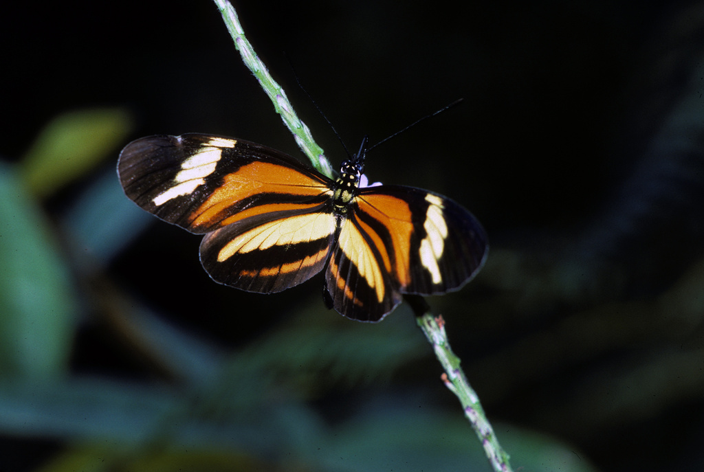 Heliconius nattereri