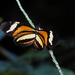 Heliconius nattereri - Photo (c) leg9, some rights reserved (CC BY-NC)