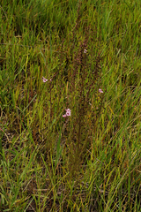 Sopubia mannii var. tenuifolia image
