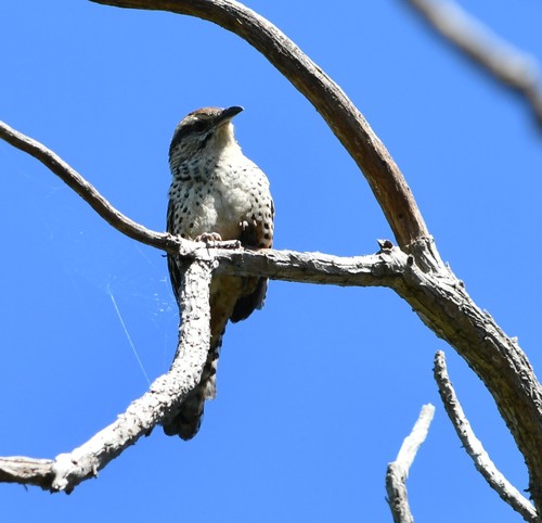 Campylorhynchus gularis