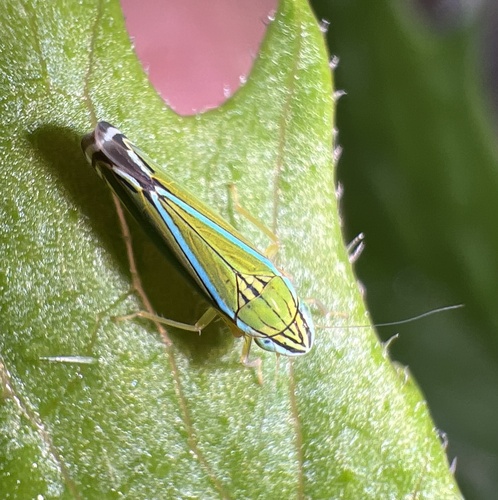 Yellow-striped Leafhopper