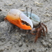 Indo-West Pacific Fiddler Crabs - Photo (c) Colin Trainor, some rights reserved (CC BY-NC), uploaded by Colin Trainor