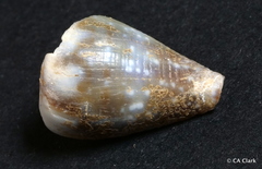 Conus rattus