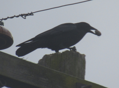 Corvus brachyrhynchos