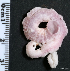 Vermetoidea