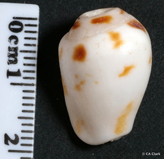 Maculastrombus maculatus