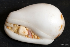 Maculastrombus maculatus