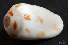 Maculastrombus maculatus