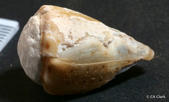 Conus abbreviatus