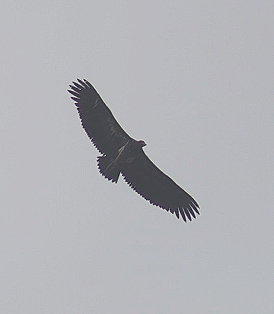 Red-headed Vulture