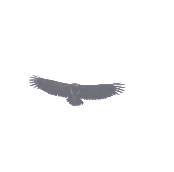 Red-headed Vulture