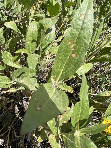 Image of Helianthella uniflora by no rights reserved