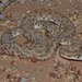 Moila Snake - Photo (c) Alexandre Roux, some rights reserved (CC BY-NC-SA)