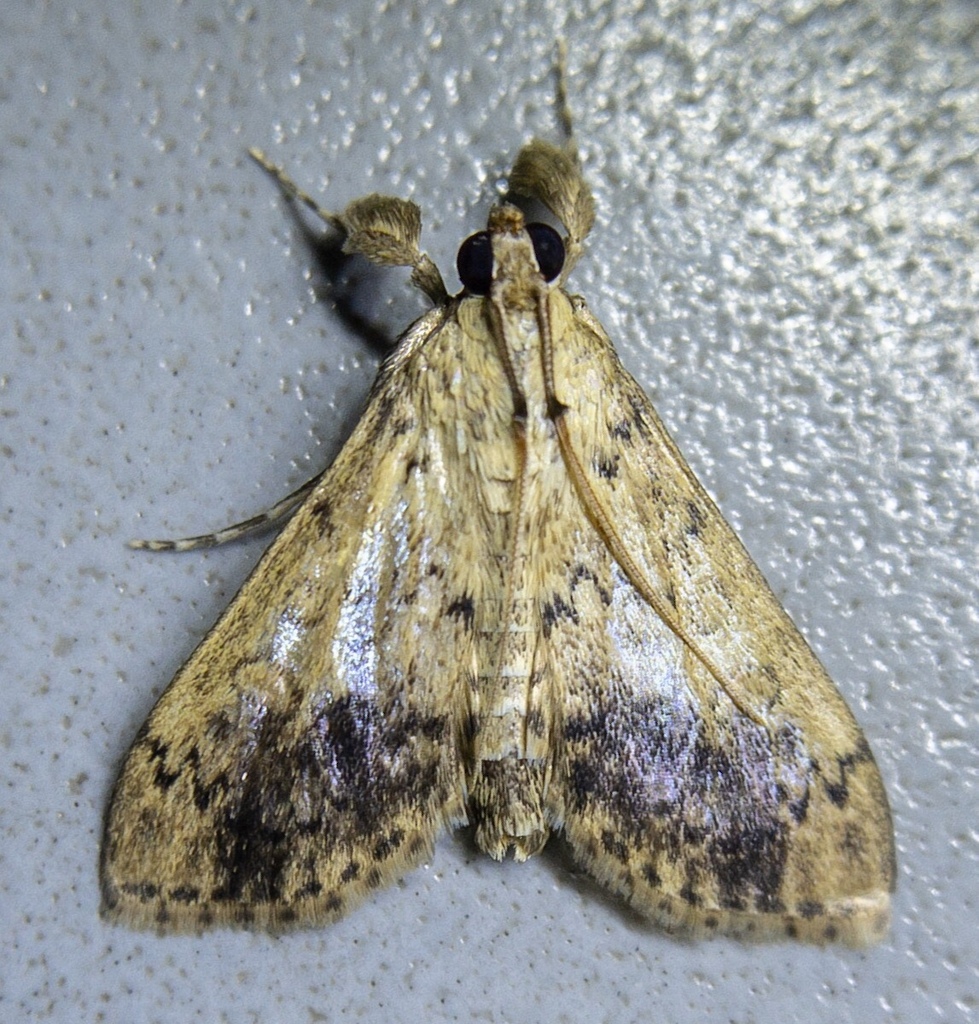 Asciodes quietalis