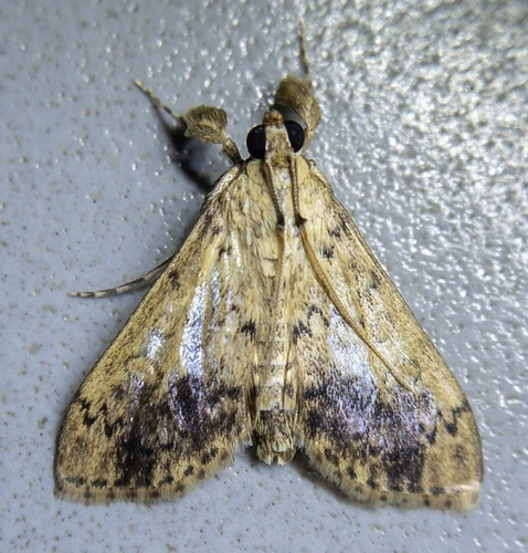 Asciodes quietalis