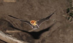Pteronotus personatus
