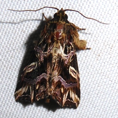 Callopistria duplicans