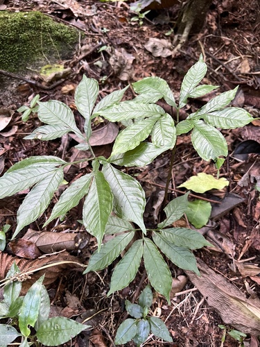 Amorphophallus stuhlmannii image