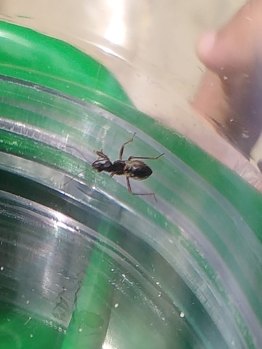 Ant Damselbug, Hoekenes 59, photo 7 of 10