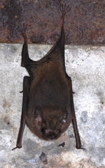 Peropteryx macrotis