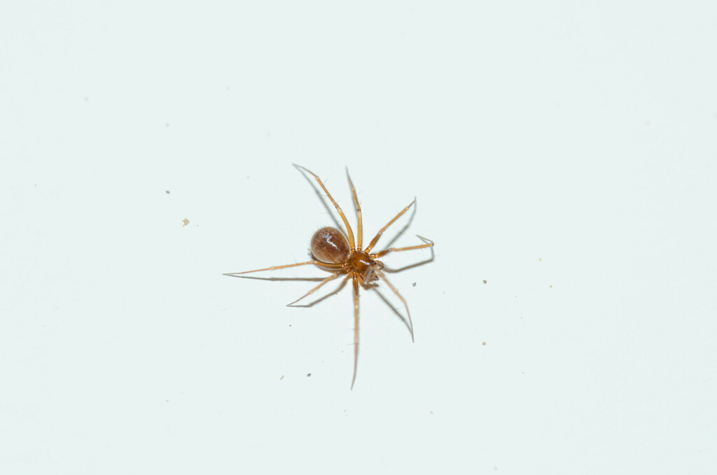 Palliduphantes curvus