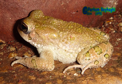 Bufotes viridis sitibundus