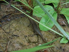 Eutropis macularia