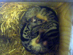 Owston's Palm Civet photo 3